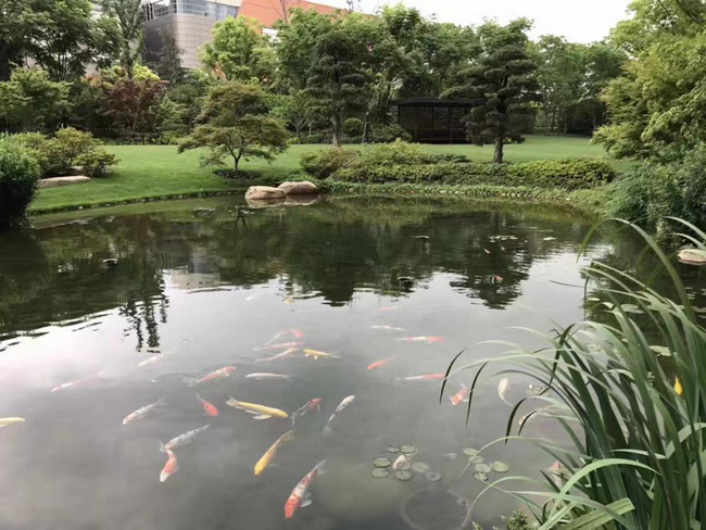 上?？祹煾悼偛繄@區(qū)景觀池