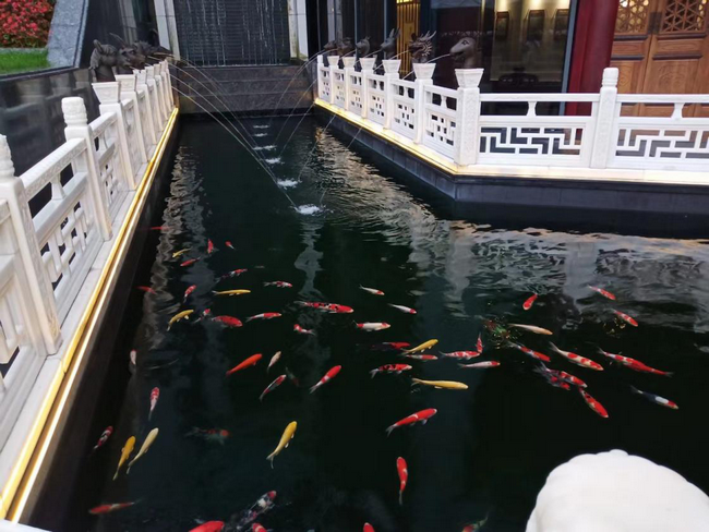 上海尚德實驗學(xué)校魚池