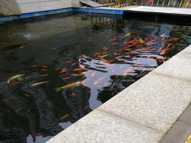 長沙青竹園聞總魚池